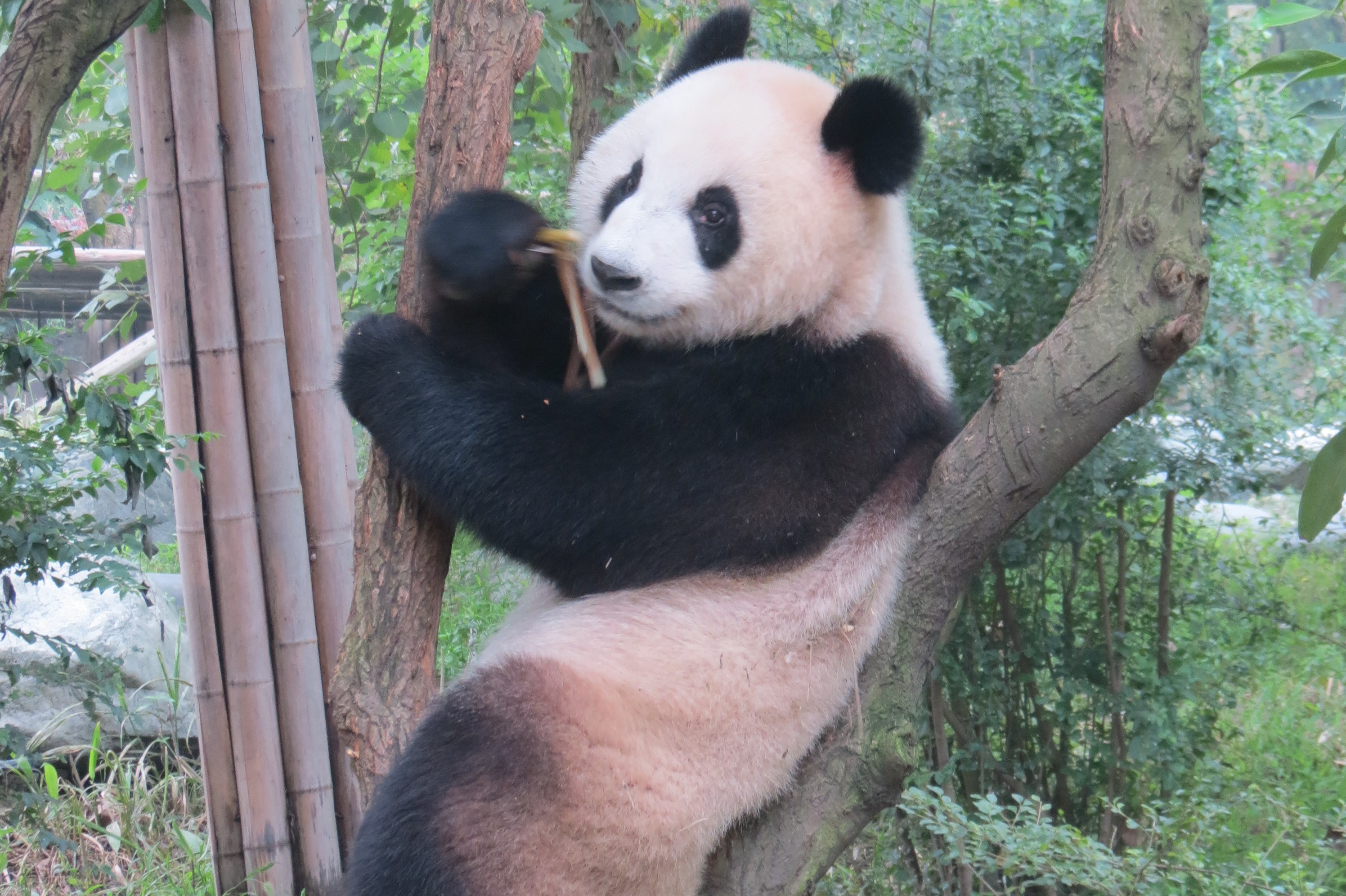 Giant Panda Bears