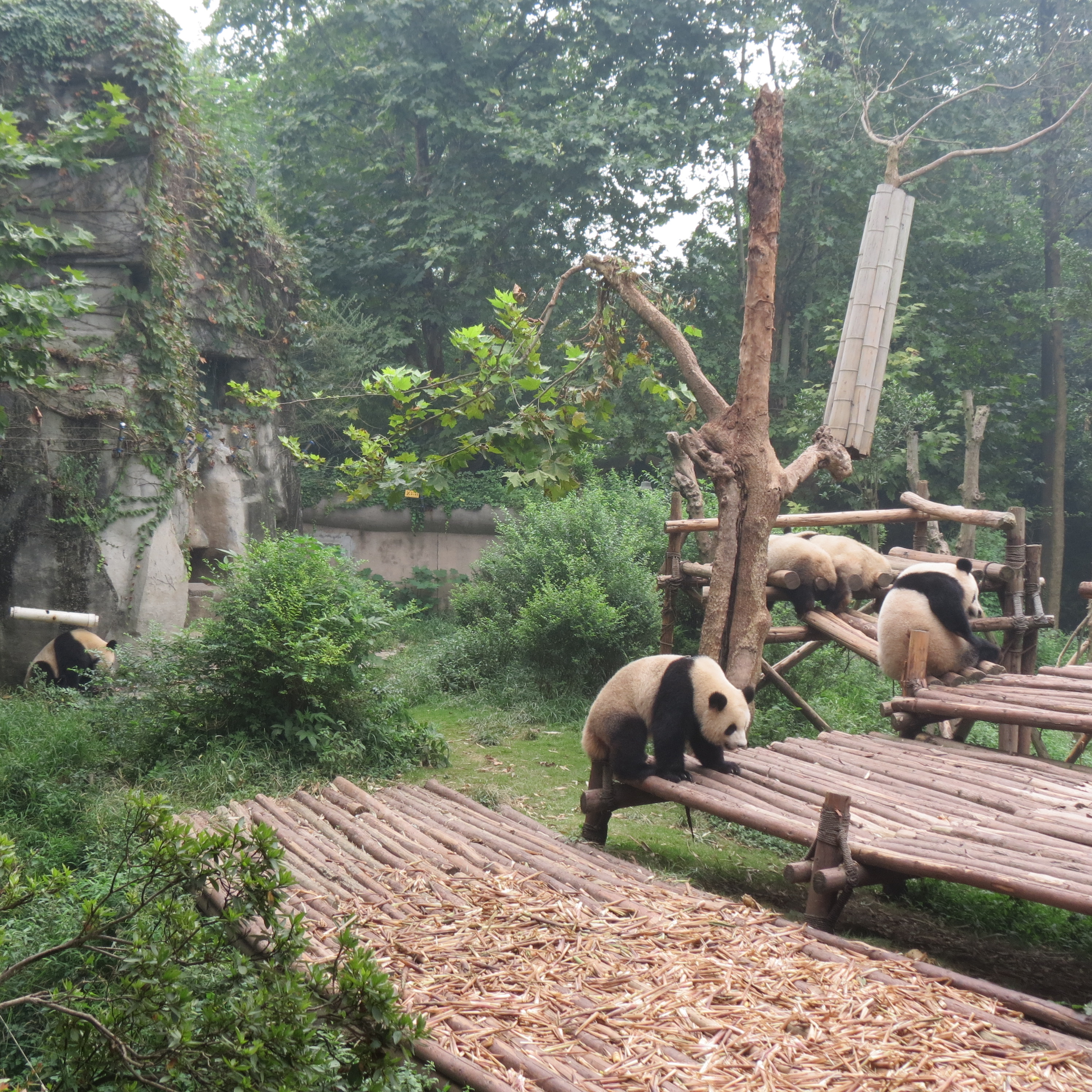 Giant Panda Bears