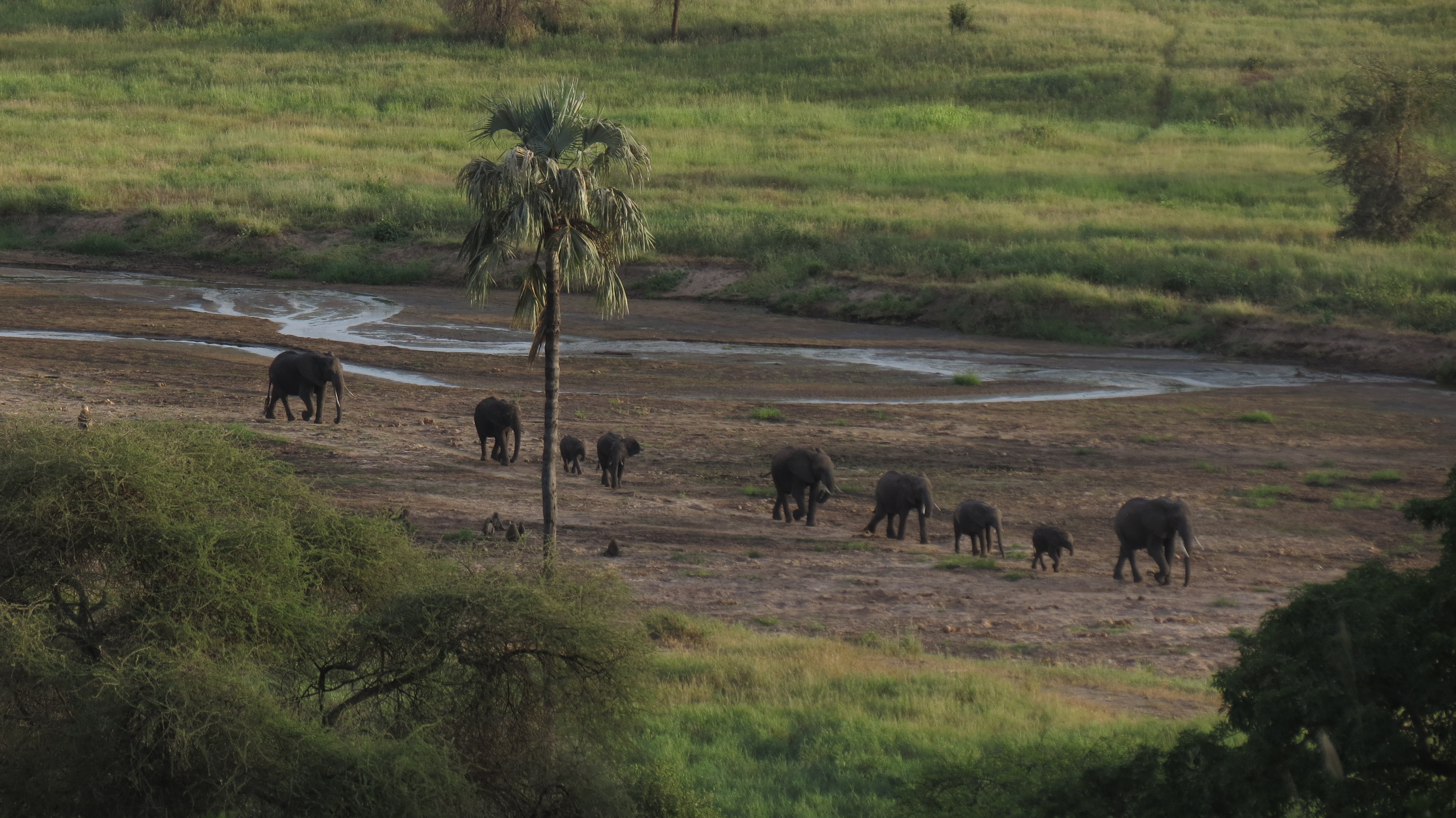The view from the patio at Tarangire Safari Lodge