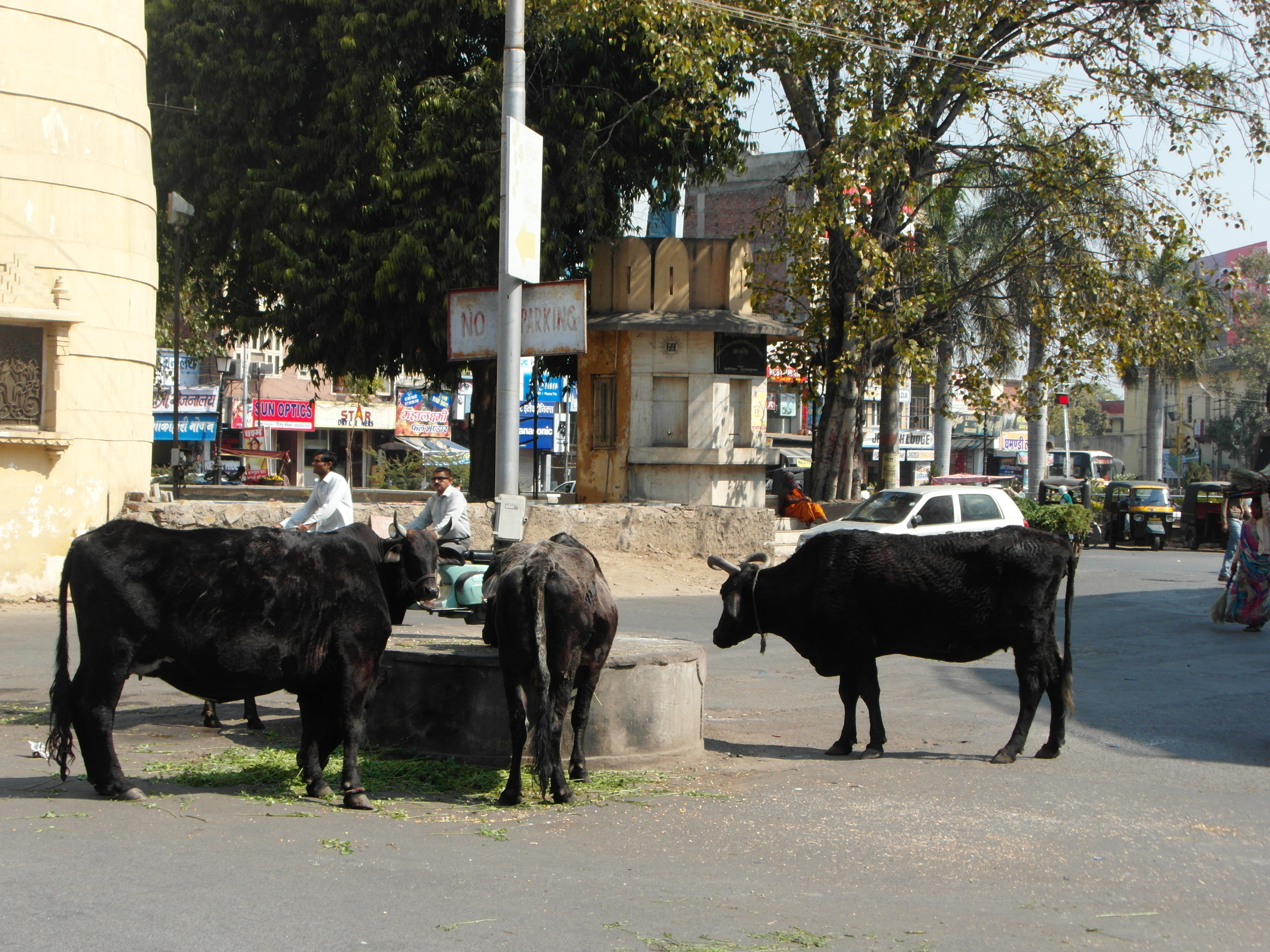Sacred Cows