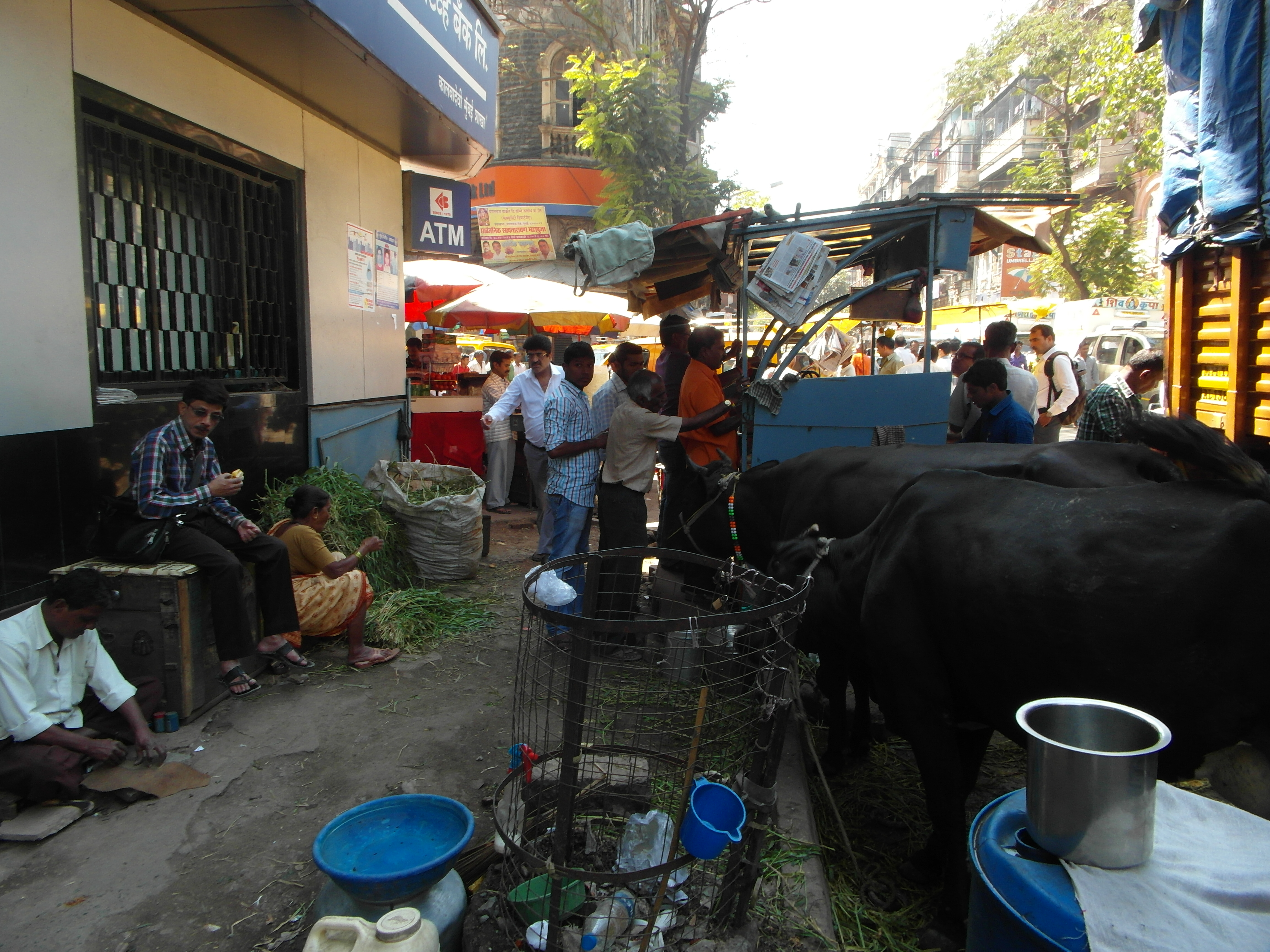 Sacred Cows