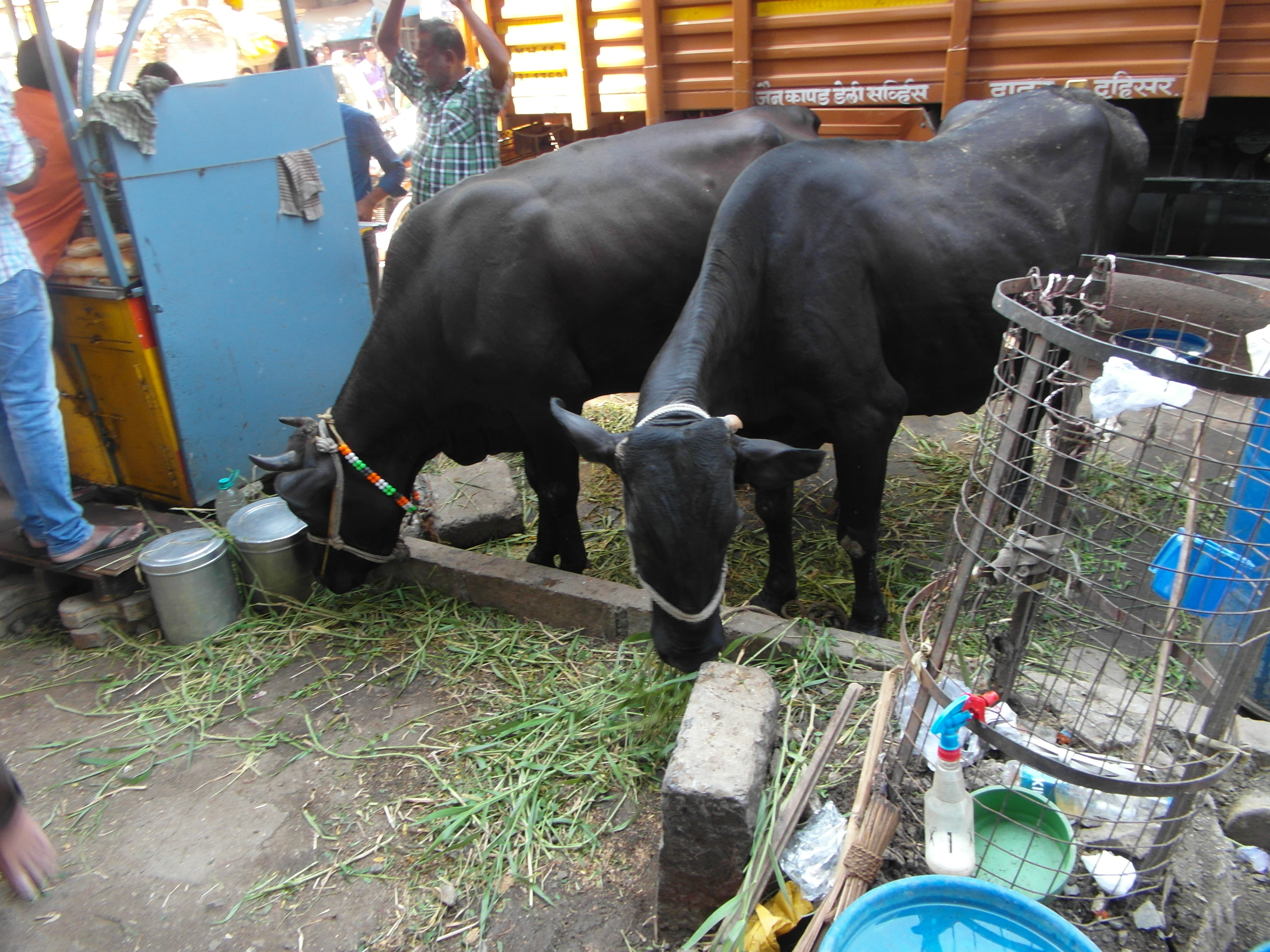 Sacred Cows