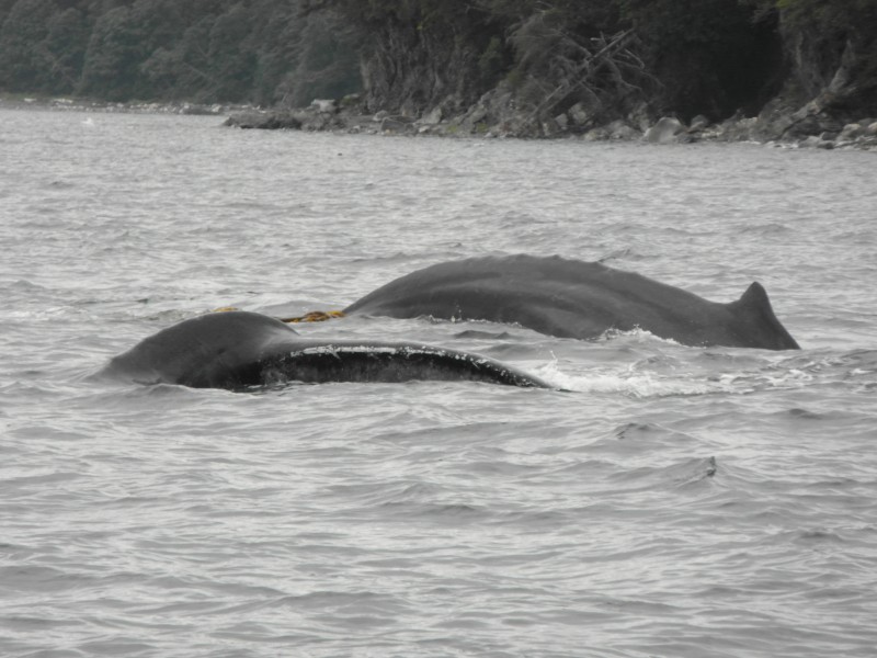 Whale parents circling our boat to protect their calf! - near Juneau Alaska