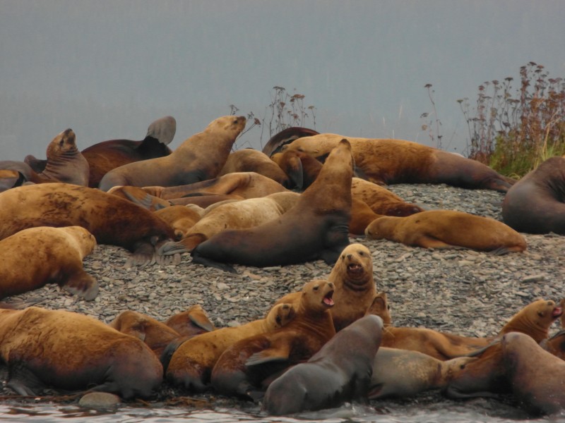 Some of the hundreds of Sea Lions hanging out together! - near Juneau Alaska