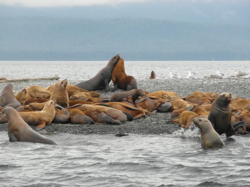Sea Lion Embrace, Little Island, near Juneau Alaska
