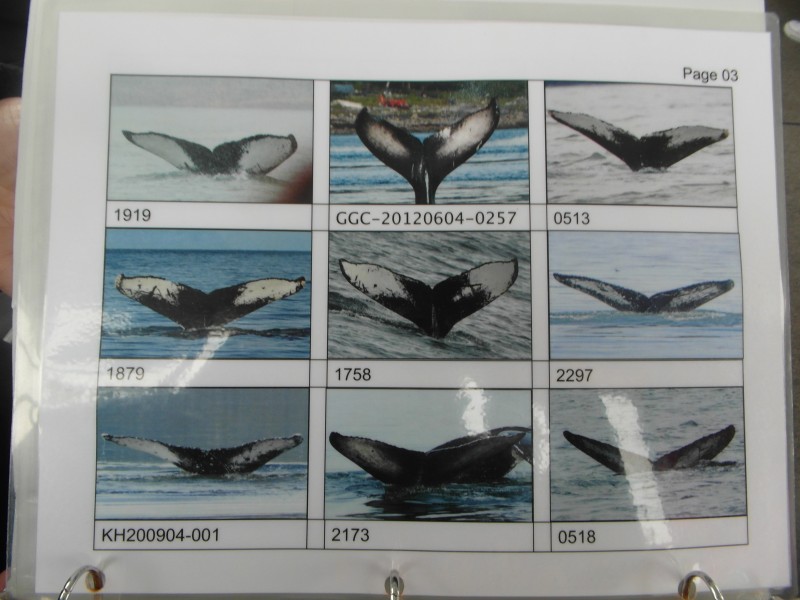 University of Alaska Fairbanks codification of Humpback Whale Flukes! - Juneau Alaska
