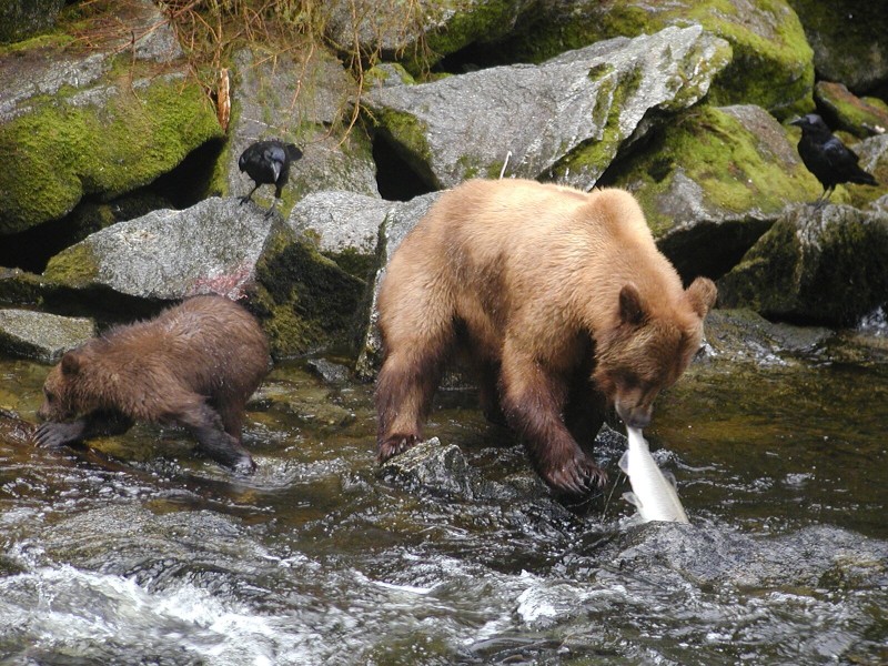 Brown Bears fishing for salmon in Tongass forest near Ketchikan Alaska (photo fs.usda.gov)