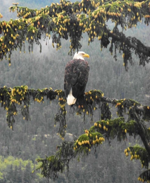 A bald eagle hanging out near his mate on Taiya Inlet near Skagway Alaska!