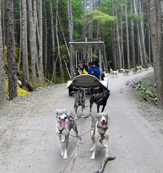 Summertime sled ride with our team of 16 dogs! - Skagway Alaska