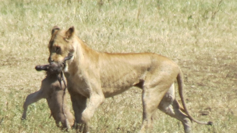 African Lion Safari