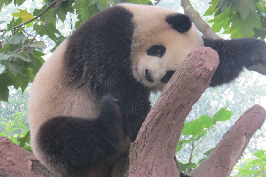 Shangri-La Hotel Chengdu : here to visit the giant pandas !