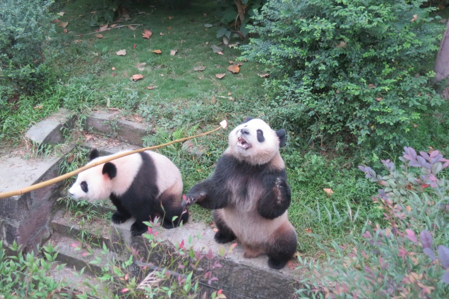 Panda Bear keeper for a day in Chengdu China : feeding time