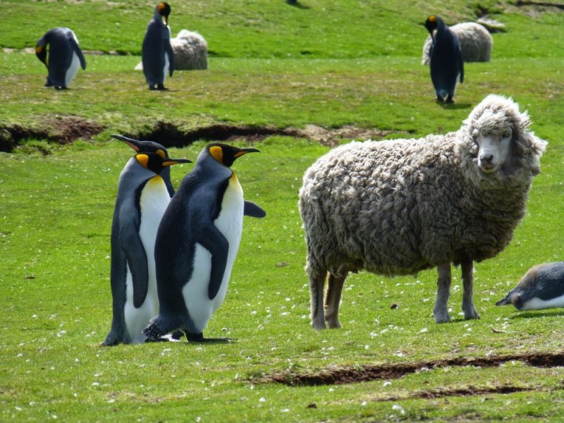 Falkland Islands ... Photo adventure-life.com