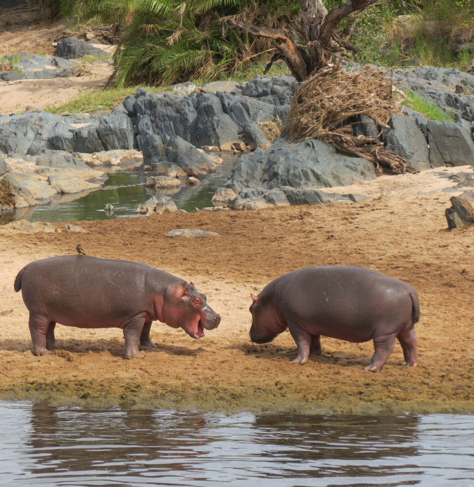 Young hippos playing at the Hippo Pool in the Serengeti