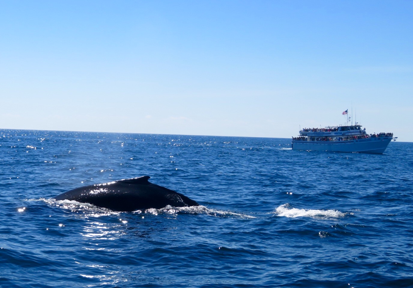 Emerson Inn by the Sea : Whale Watching out of Gloucester MA