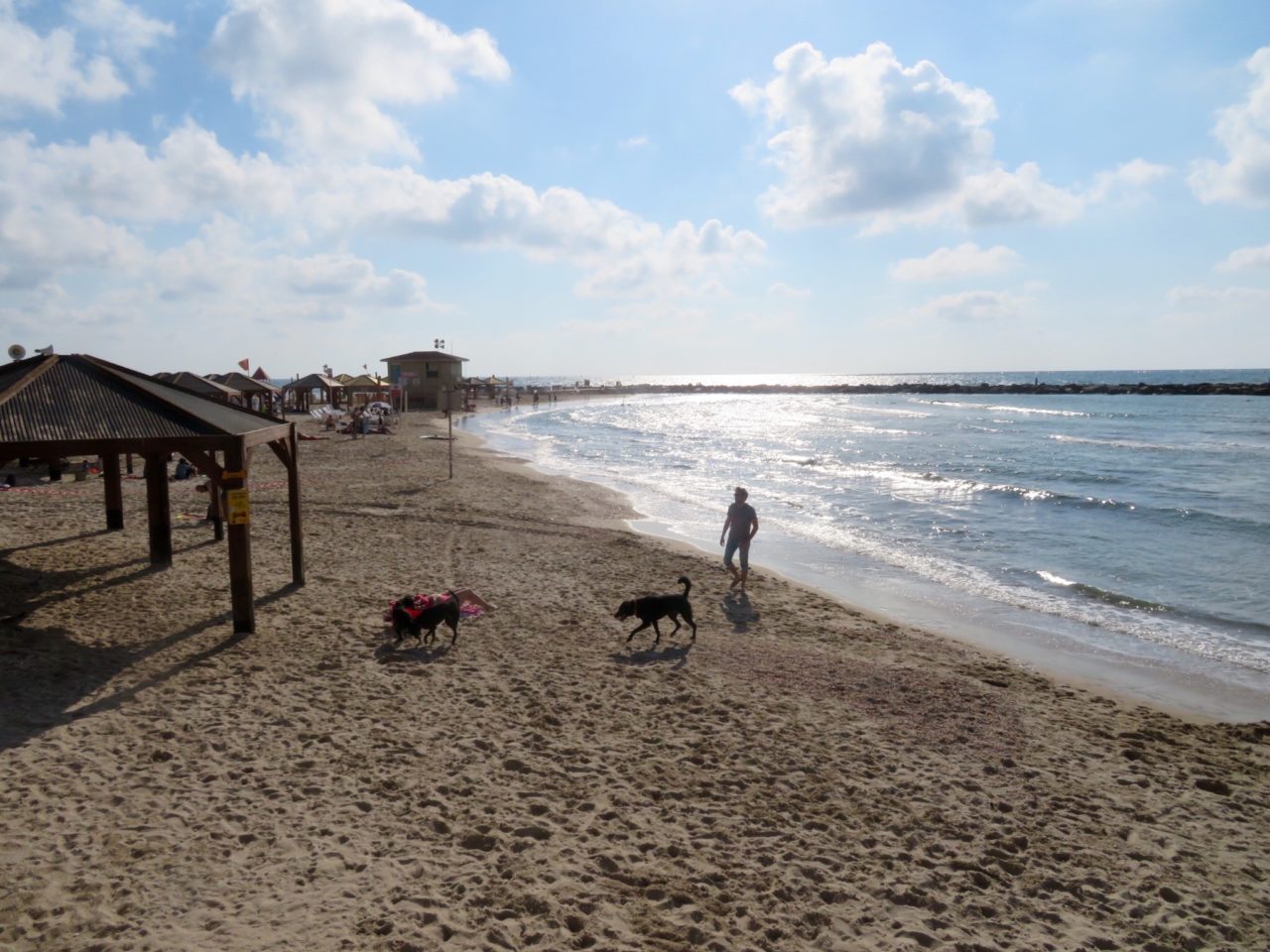 Tel Aviv Beach : Doggie Beach
