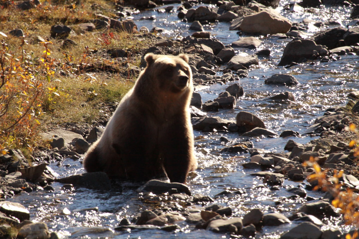 Bear in Mount Denali National Park during our Alaska Cruise with Princess Cruises