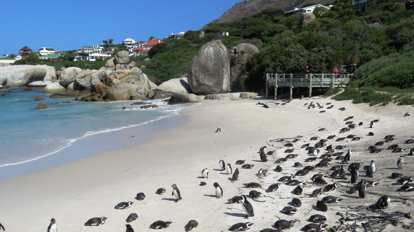 The African Penguins of Boulders Beach ~ Cape Peninsula in Cape Town, South Africa