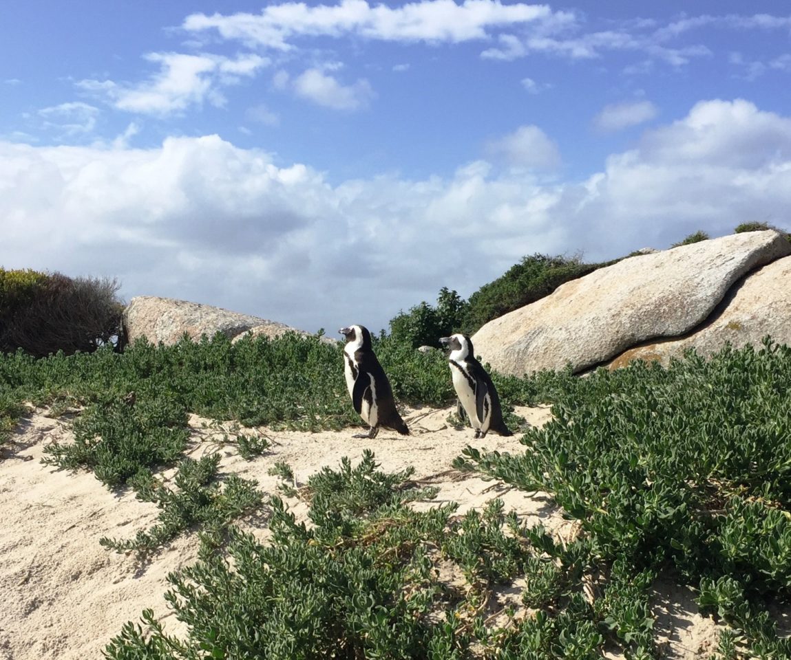 A couple of penguins at Boulders Beach, Cape Peninsula