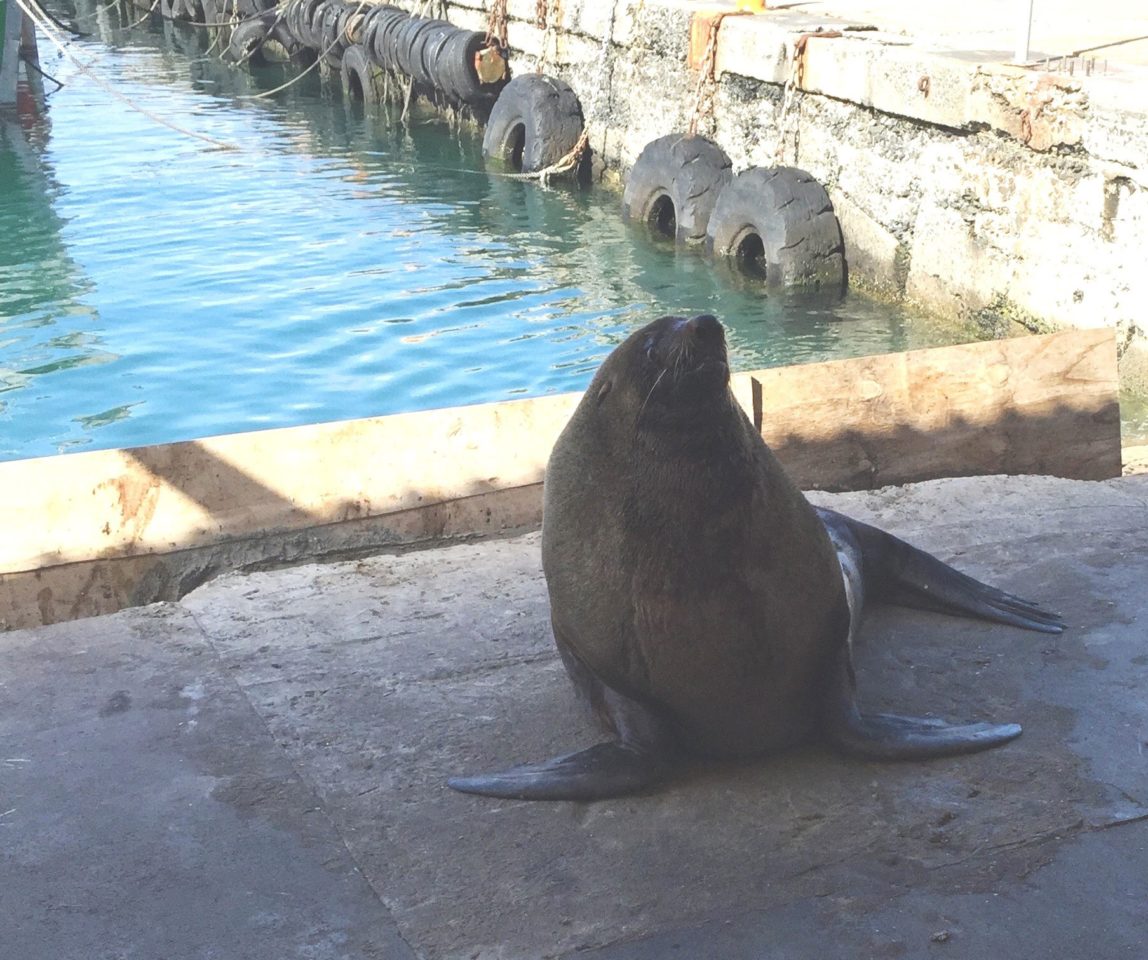 Seal in fishing port of St. Simon on the Cape Peninsula