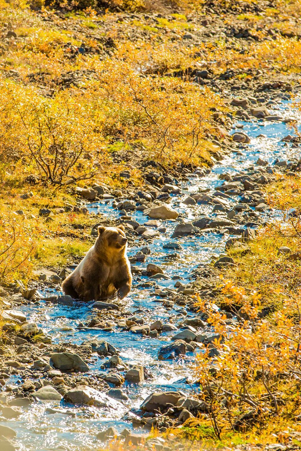 Bear in Denali National Park ~ Alaska Cruise Tour (photo Laura Grier)