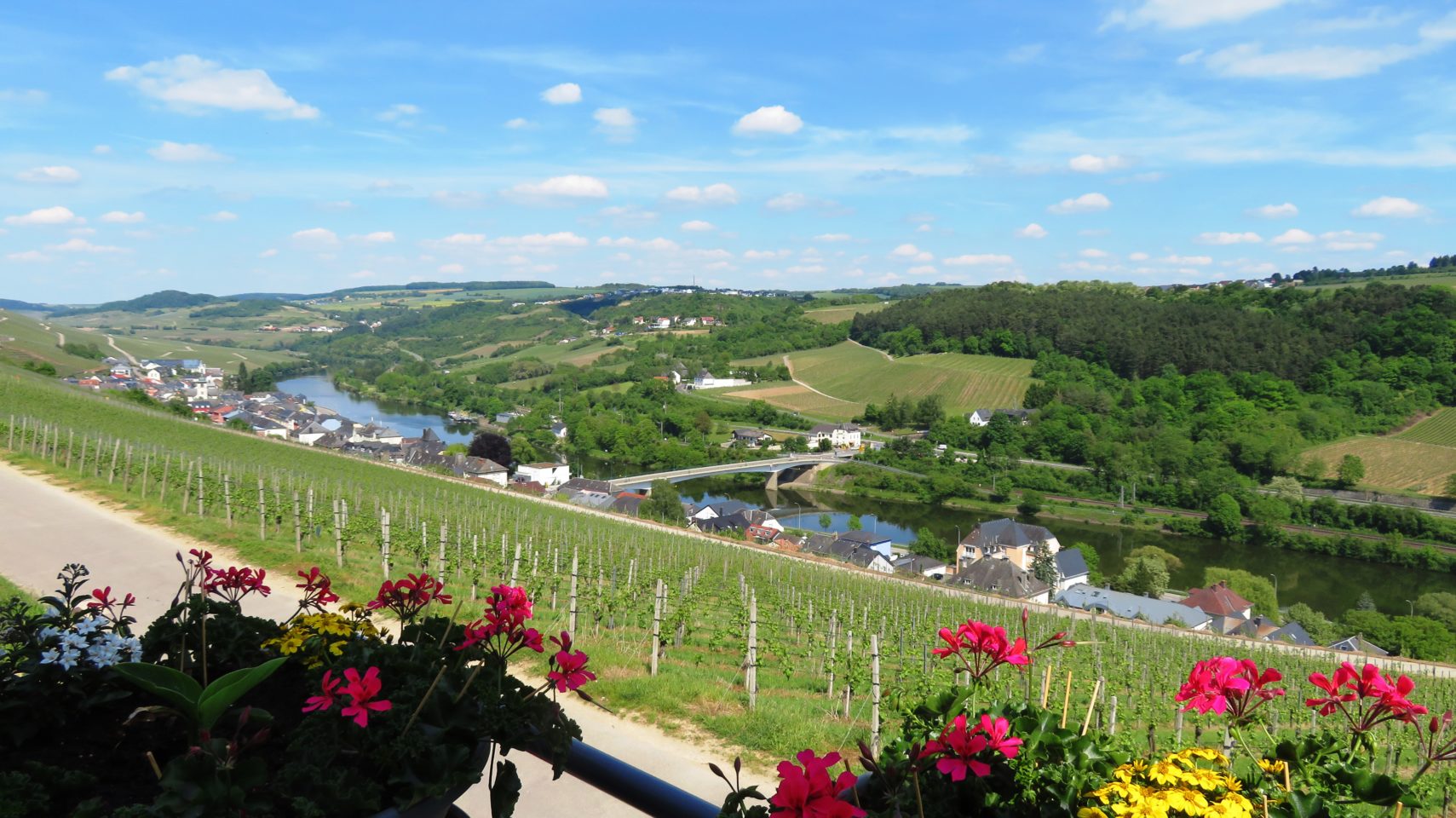 Pundel vineyard along the Moselle River in <em><strong>Luxembourg</strong></em>