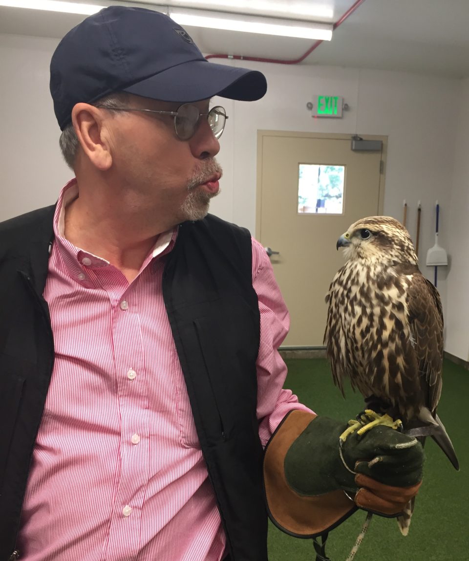 Denis and his new love ... Chase the Saker Falcon !