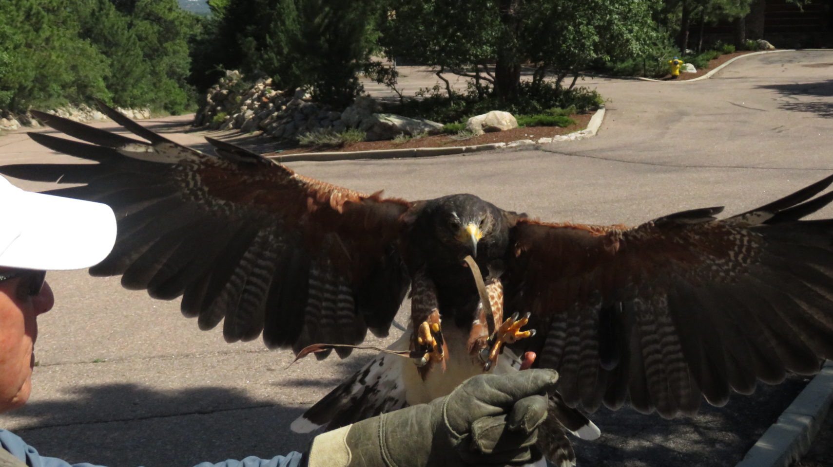 Julie, the harris hawk, in her final landing approach onto the welcoming hand of master falconer Dan