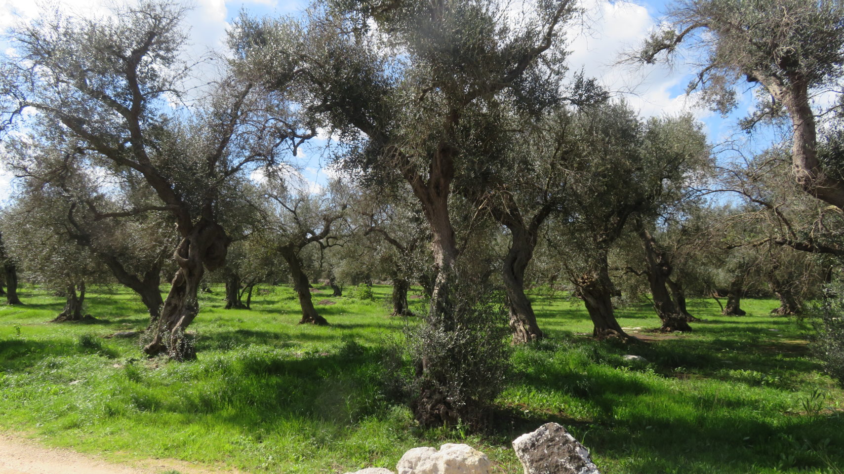Olive tree groves on each side of the road as far as the eye can see ~ The Wholesome Charms of Salento