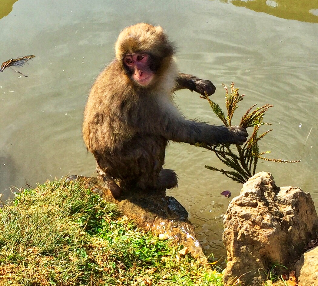 Japan Favorite Experiences ~ Getting close to the monkeys at Iwatayama Monkey Park in Arashiyama near Kyoto in Japan